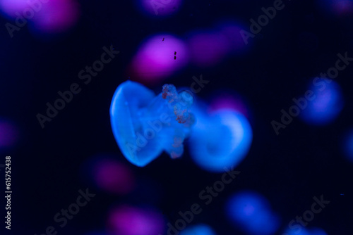 jellyfish in aquarium © THINK b