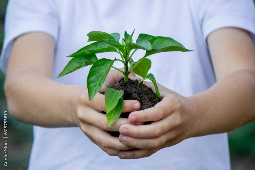 the child holds a sprout in his hands. Selective focus.