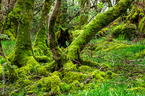 Amazing trees covered with moss,, view of Scottish landscape, Highlands, Scotland, Isle of Sky © hajdar
