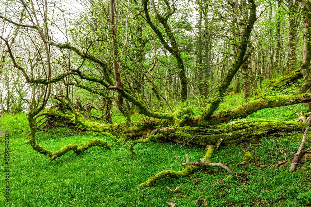 Fototapeta premium Amazing trees covered with moss,, view of Scottish landscape, Highlands, Scotland, Isle of Sky