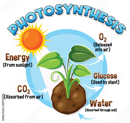 Diagram of Photosynthesis for biology and life science education