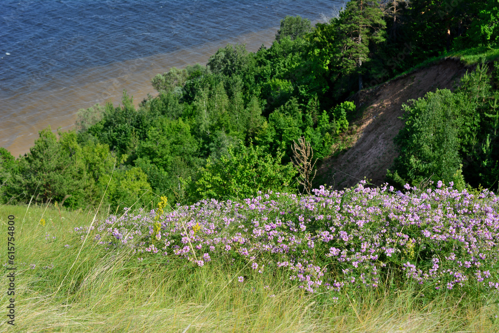purple flowers on the edge of the hill with green forest and river on background purple flowers on the edge of the hill with green forest and river on background