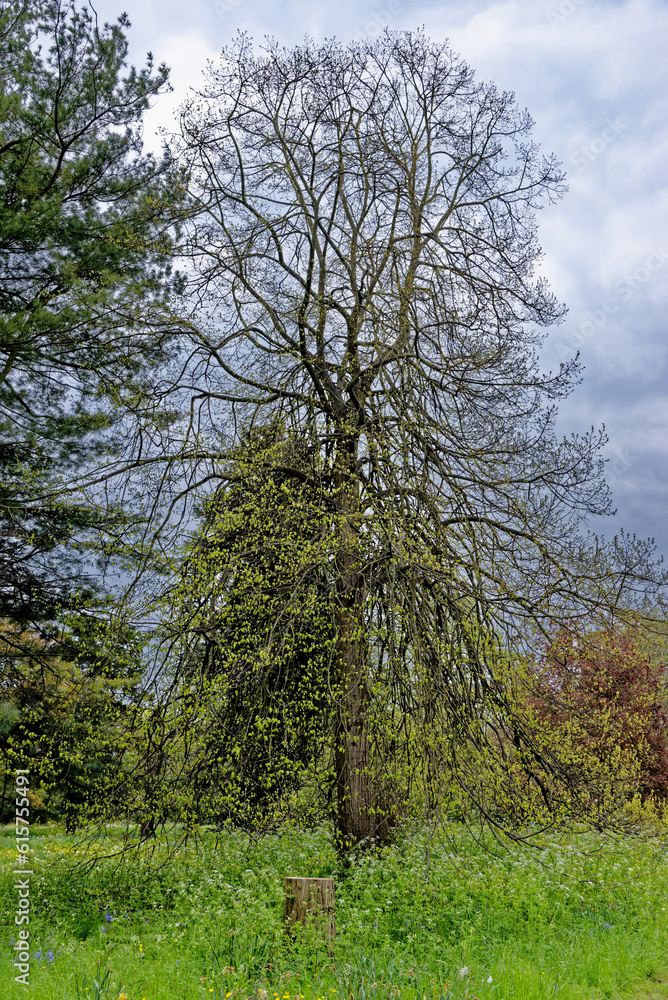 English spring landscape - British landscape English spring landscape - British landscape