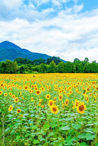 ひまわり畑と南昌山