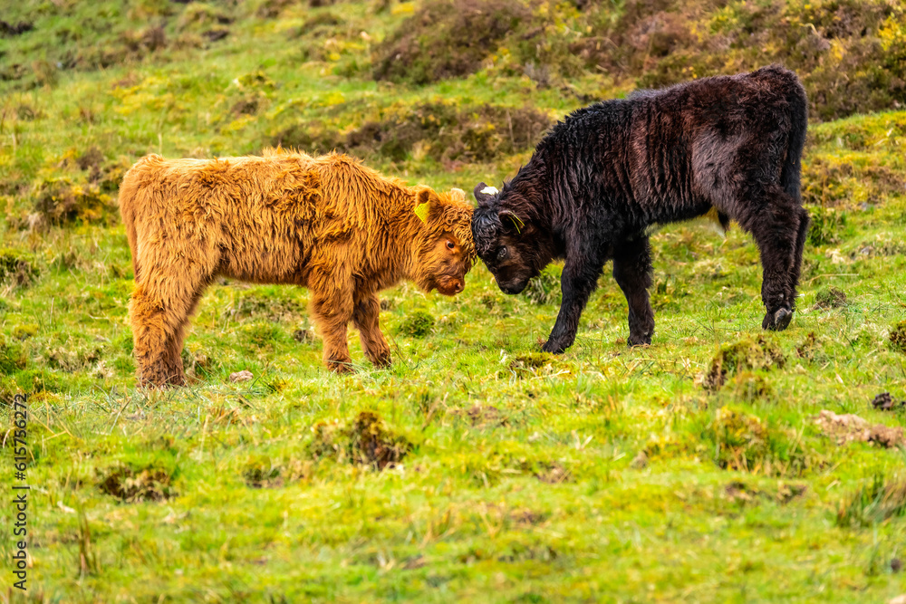 Young scottish shaggy cow in a pasture, Highlands, Scotland, Isle of Skye Young scottish shaggy cow in a pasture, Highlands, Scotland, Isle of Skye