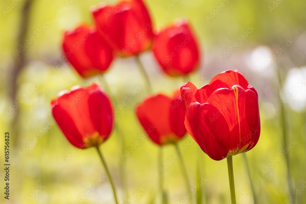 Red tulips blossom close-up in spring, flowers with blurred green meadow bokeh background. Sunny botany foliage with selective focus Red tulips blossom close-up in spring, flowers with blurred green meadow bokeh background. Sunny botany foliage with selective focus
