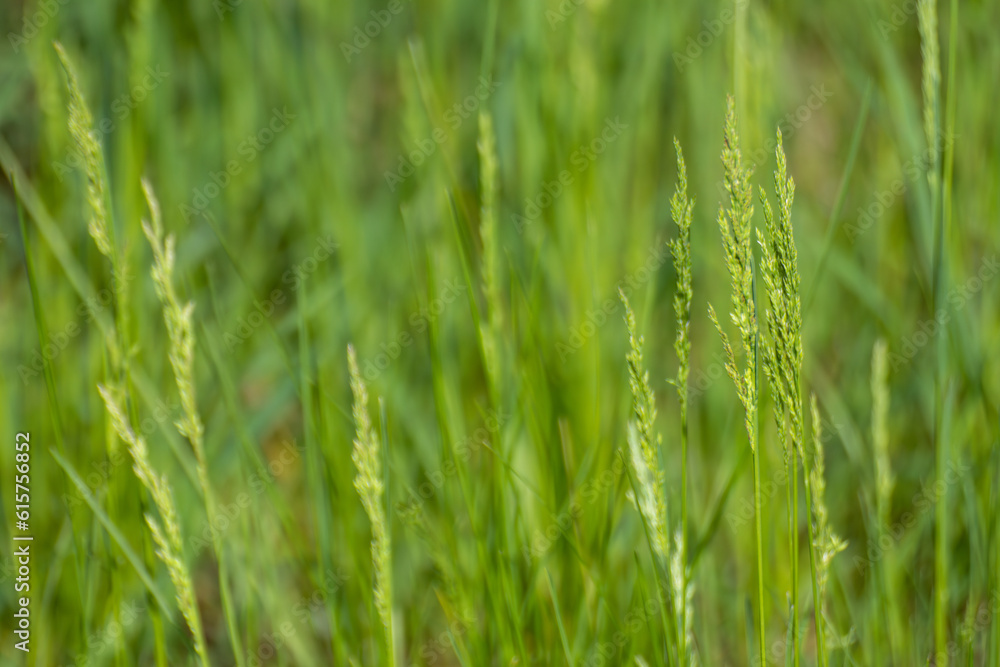 Green grass close-up with blurred background. Natural fresh weed shining lawn background. Vibrant spring nature pattern Green grass close-up with blurred background. Natural fresh weed shining lawn background. Vibrant spring nature pattern