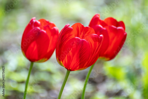 Red tulips sunny blossom close-up, spring flowers with blurred green meadow bokeh background. Romantic botany foliage with selective focus