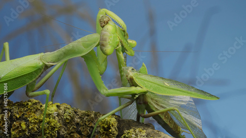 Slika na platnu Sexual cannibalism, Close-up portrait of large female green praying mantis eats the male after mating on tree branch covered with lichen
