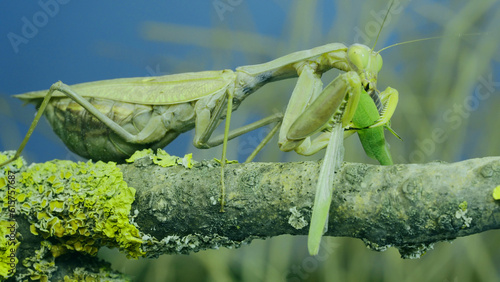 Large female green praying mantis greedily eating green grasshopper sitting on tree branch covered with lichen. Transcaucasian tree mantis (Hierodula transcaucasica)