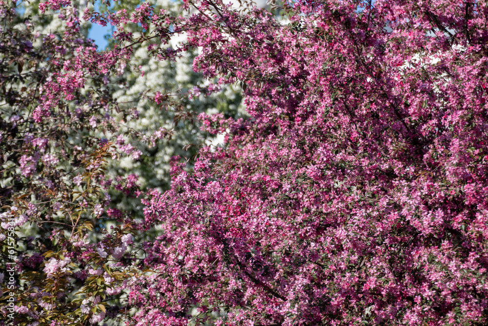 Apple tree blossom, tender pink flowers on branches. Spring vibrant blooming garden close-up with blurred background Apple tree blossom, tender pink flowers on branches. Spring vibrant blooming garden close-up with blurred background