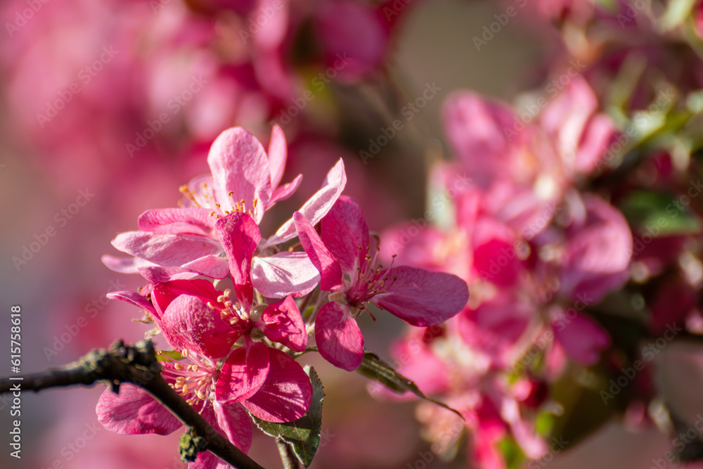 Pink apple tree blossom close-up, sunny branches with flowers. Spring vibrant pink flowers bloom in garden with blurred flowery background Pink apple tree blossom close-up, sunny branches with flowers. Spring vibrant pink flowers bloom in garden with blurred flowery background