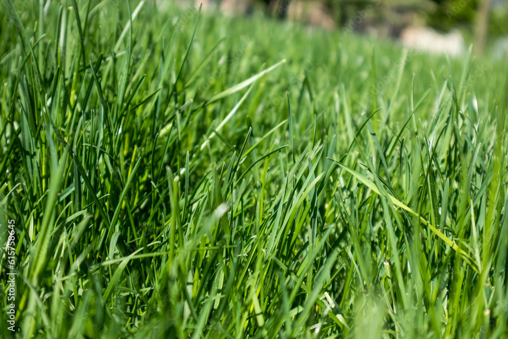 Green grass close-up details on blurred background. Natural fresh lawn background. Vibrant spring pattern