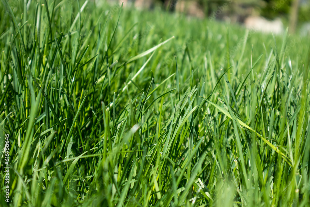 Green grass close-up details on blurred background. Natural fresh lawn background. Vibrant spring pattern Green grass close-up details on blurred background. Natural fresh lawn background. Vibrant spring pattern