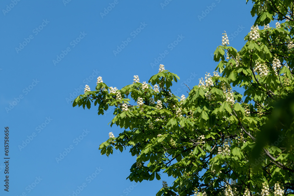 Fototapeta premium Chestnut tree blooming with white flowers on branches with green vivid leaves with blue sky background. Spring blossom
