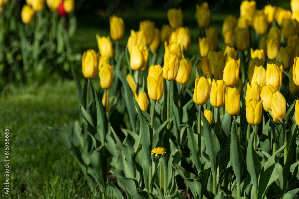 Yellow tulips flowerbed with leaves greenery, field of flowers close-up with blurred background, spring city park