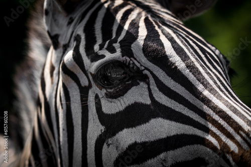 Fototapeta Naklejka Na Ścianę i Meble -  Close-up of a zebra's mesmerizing eye, revealing intricate patterns and captivating beauty in the heart of the wild.