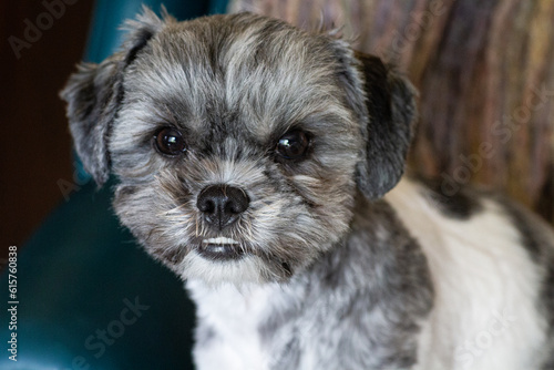 Close up head shot. Small breed dog. Shih Tzu Bichon cross. Zuchon. Shichon. Designer dog. Grey and white. Gray. Black eyes. Nose. Muzzle. Groomed. Hair cut. Family pet. Lap dog. Teddy bear dog.