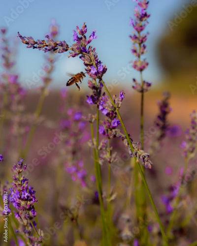 A tiny bee buzzing amidst vibrant lavender fields, savoring the sweet nectar of nature's delicate blooms.