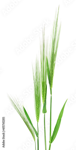 Group of green barley ears isolated on a white background