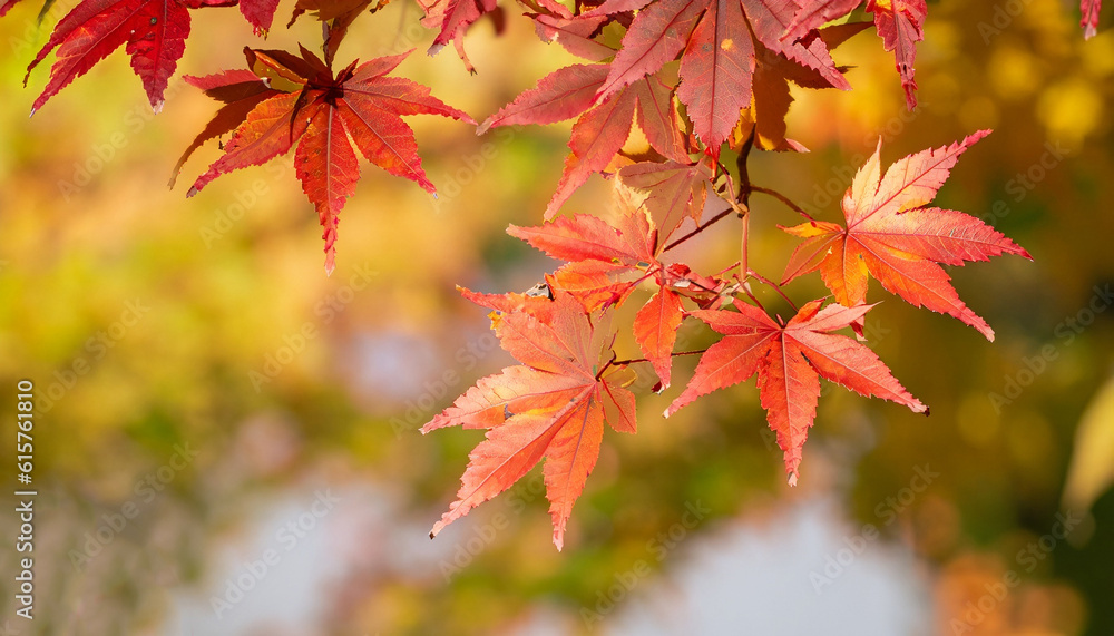 Autumn maple momiji leaf. Seasonal natural foliage in fall season. Natural background with copy space. Autumn maple momiji leaf. Seasonal natural foliage in fall season. Natural background with copy space.