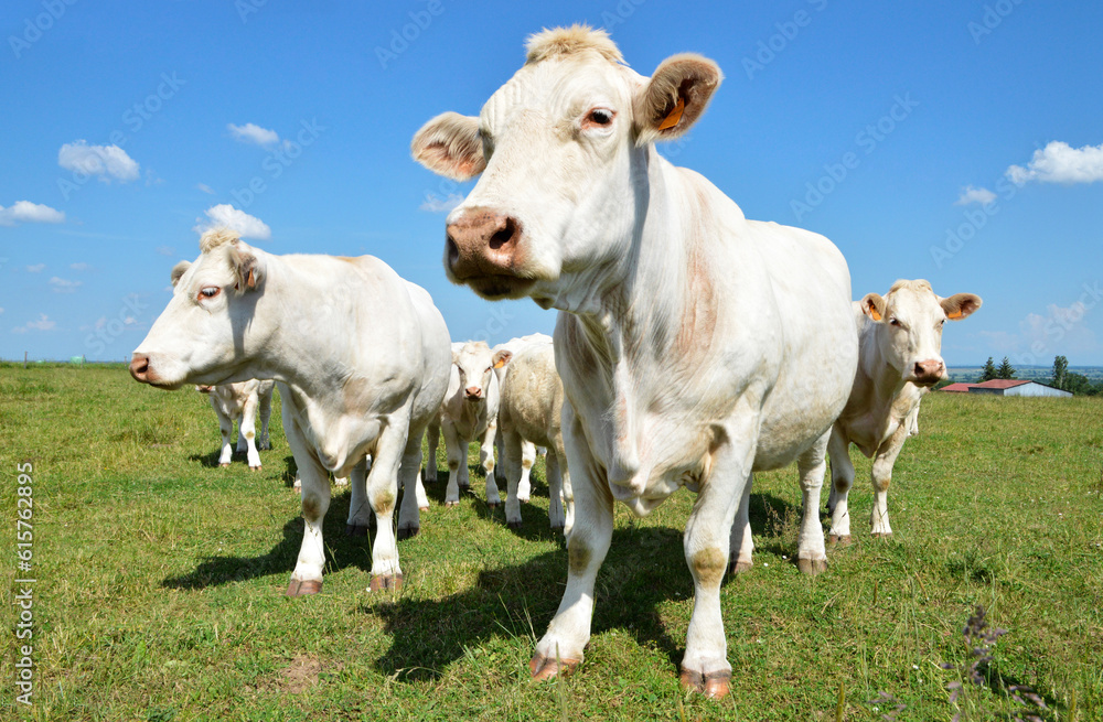 A Charolais cow herd in a meadow in the countryside	