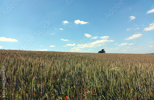 Idyllische Sommerlandschaft auf dem Land: Feld mit Baum und blauem Himmel mit weißen Wolken im Hintergrund im Juni im Norden von Luxemburg bei Bourscheid. Blick vom Wanderweg Escapardenne Lee Trail.  photo