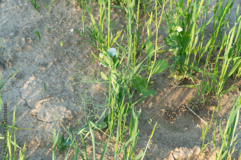 Blossoming green manure plants used for green sustainable agriculture and soil amelioration on natural settings Blossoming green manure plants used for green sustainable agriculture and soil amelioration on natural settings