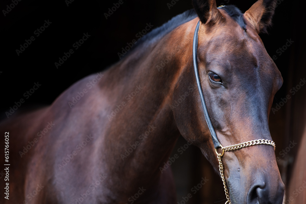 art portrait of beautiful bay Akhalteke stallion against black background. close up art portrait of beautiful bay Akhalteke stallion against black background. close up