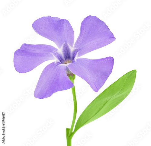 wild periwinkle flowers isolated on white background