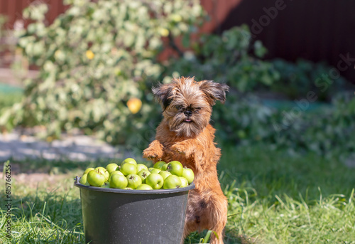 A small, shaggy red-haired dog stands near a bucket of apples on a garden plot