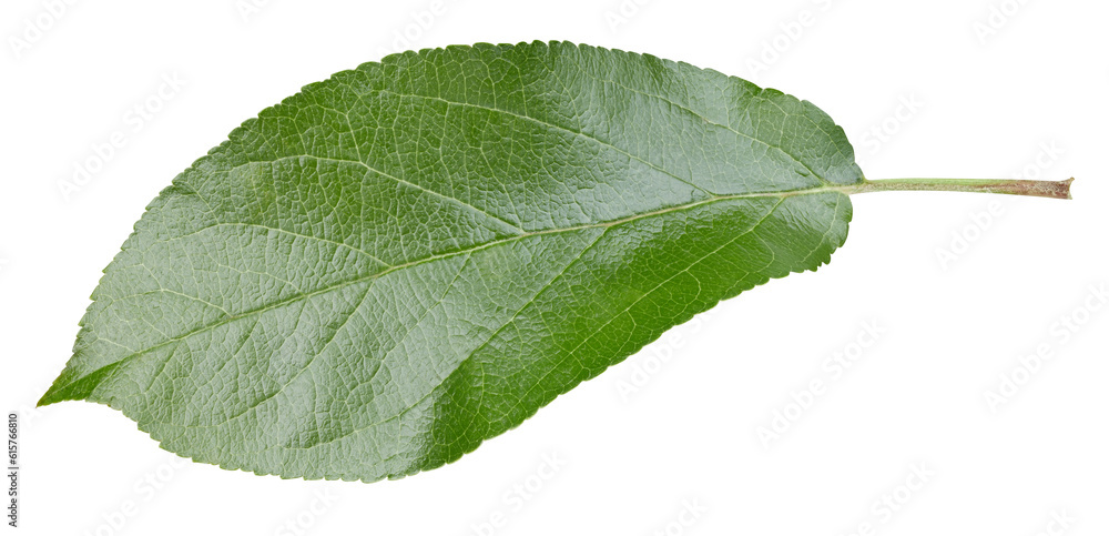 Obraz premium Apple leaves isolated on white