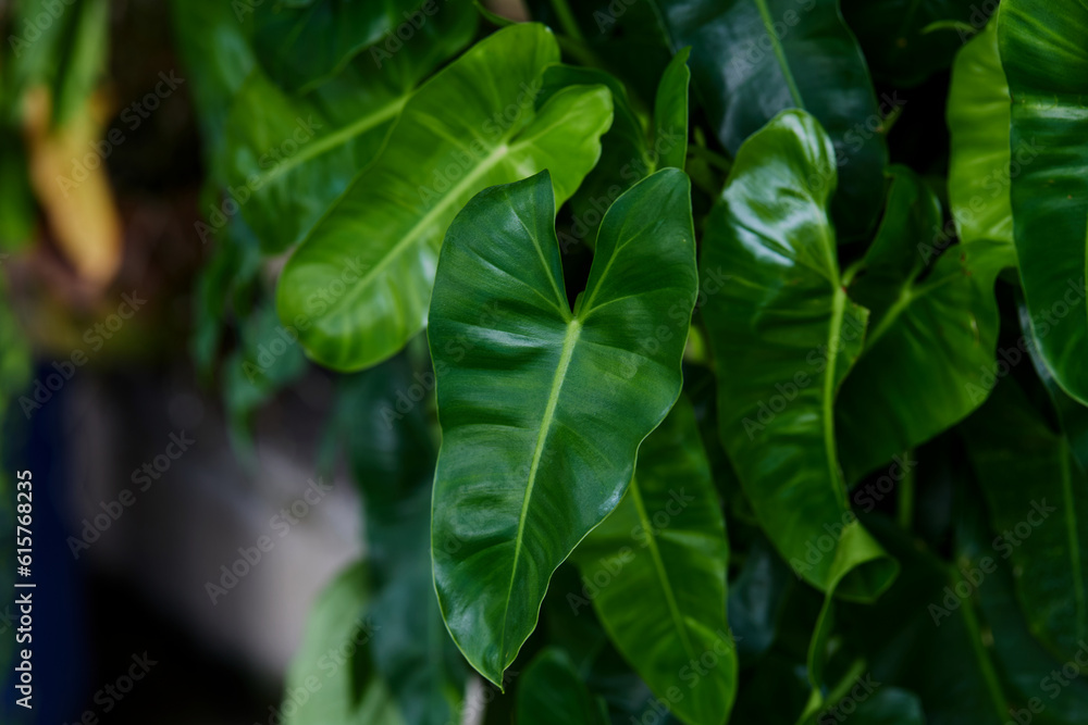 Full frame shot of Philodendron leaves Full frame shot of Philodendron leaves