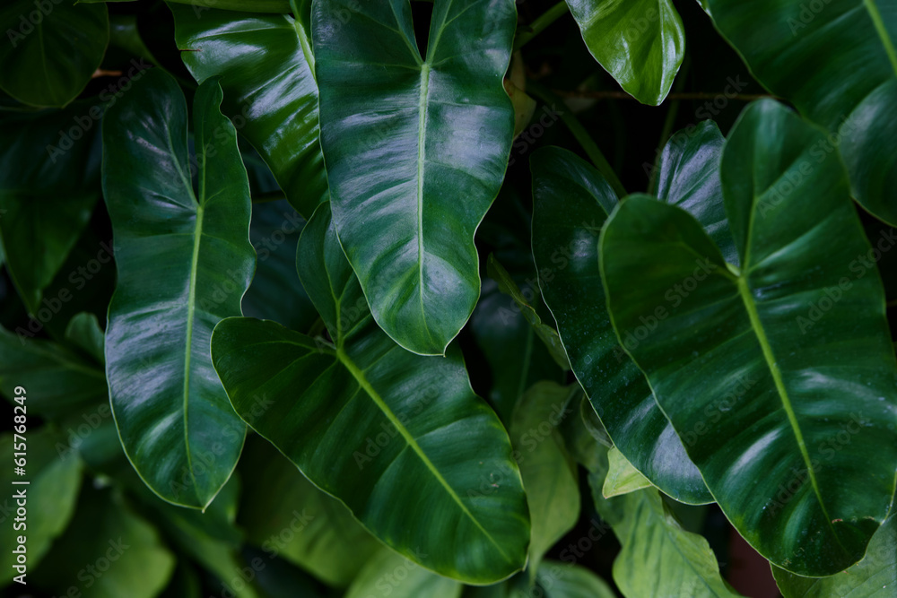 Full frame shot of Philodendron leaves Full frame shot of Philodendron leaves