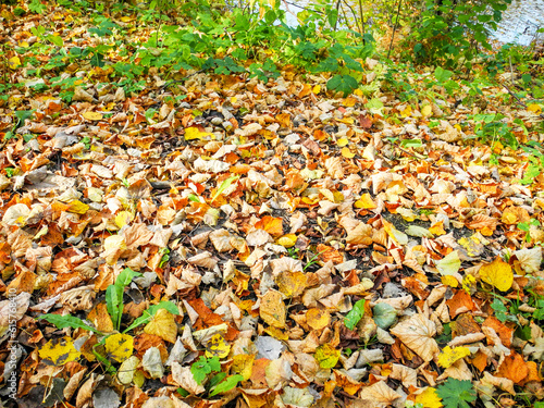 Fallen foliage in the autumn forest