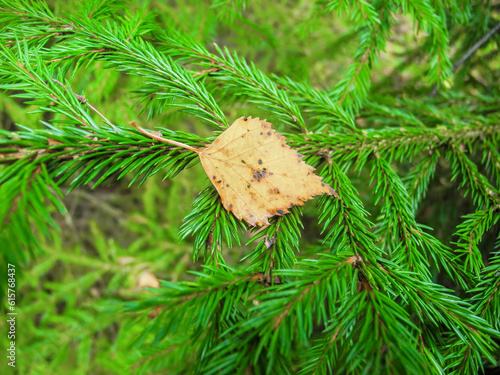 Dry leaf fell on a branch of spruce in autumn