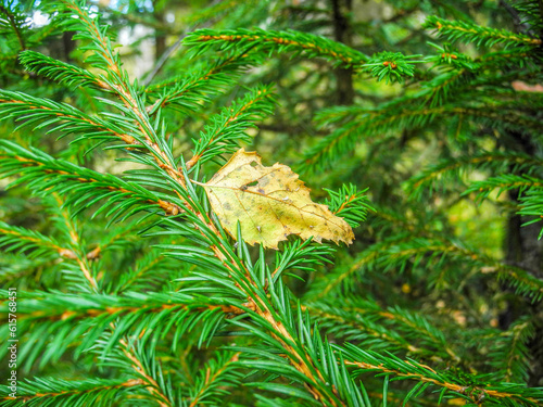 Dry leaf fell on a branch of spruce in autumn