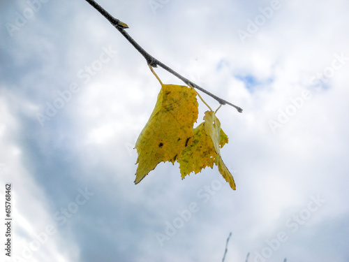 Yellow autumn leaves against the sky