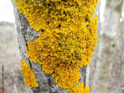 Tree trunk damaged by fungus