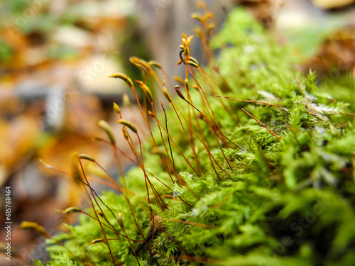 Spring moss blooming in forest