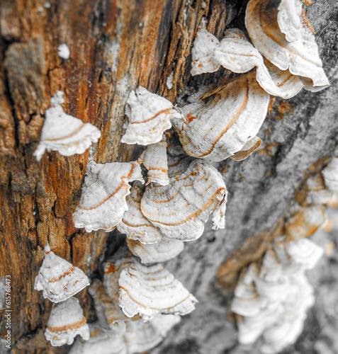 Mushrooms on an old tree