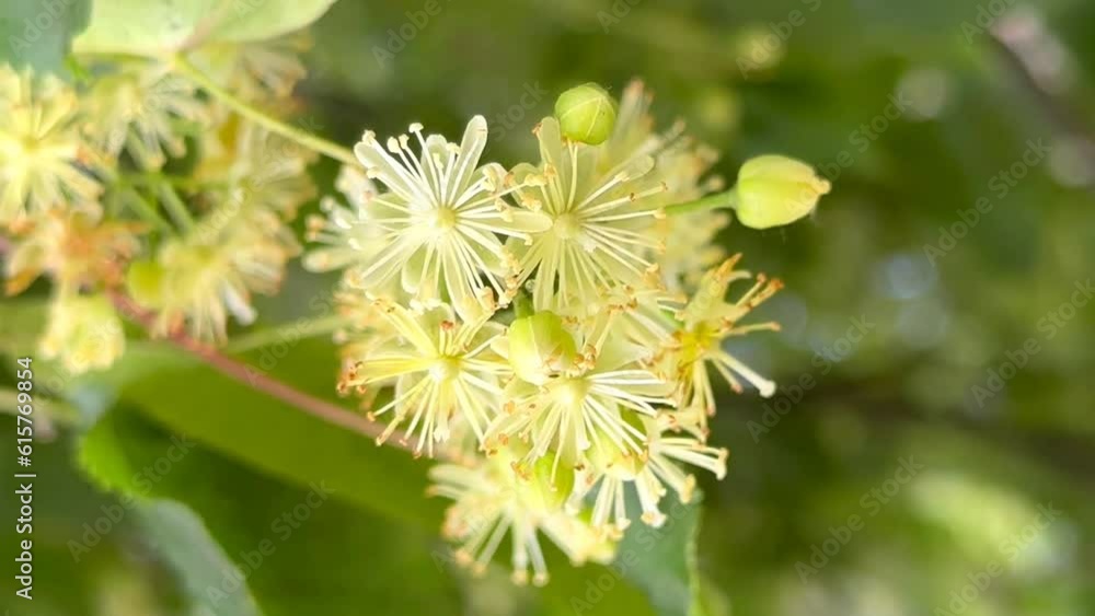 lime blossom in the wind close-up lime blossom in the wind close-up