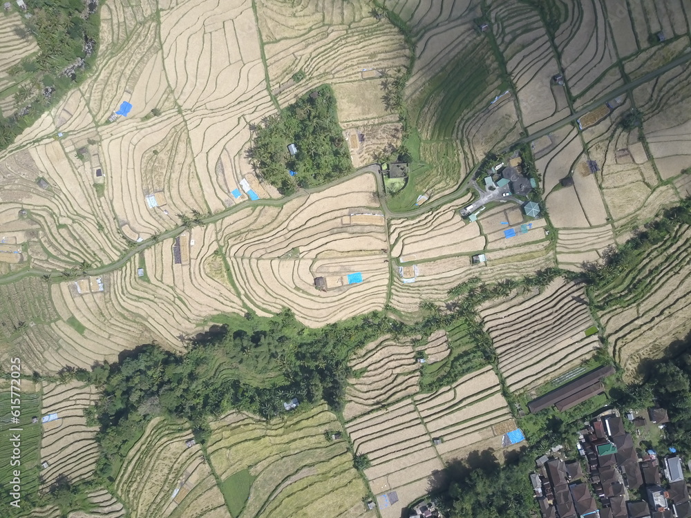 Fototapeta premium Jatiluwih rice fields, Bali, Indonesia. Aerial view.