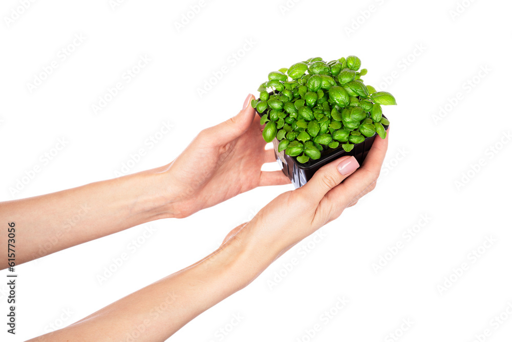 Basil herb seedling. Woman holding pot with green basil isolated on white background.