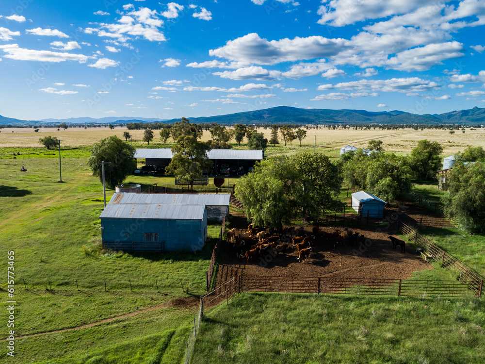 Aerial view of herd of beef cattle on Aussie farm under tree in cattle yard Aerial view of herd of beef cattle on Aussie farm under tree in cattle yard