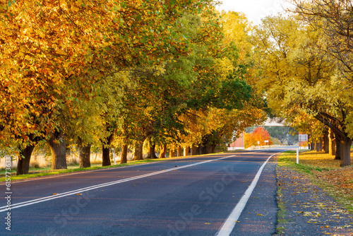 A country road running between an avenue of large trees covered in golden autumn leaves photo