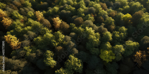 An aerial image of autumn forest .top down view of green trees. Nature woods background. Foliage wallpaper. Generative AI © Inai