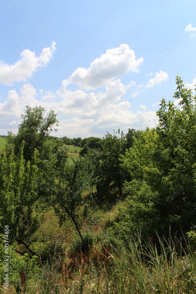 Obraz premium A group of trees in a forest