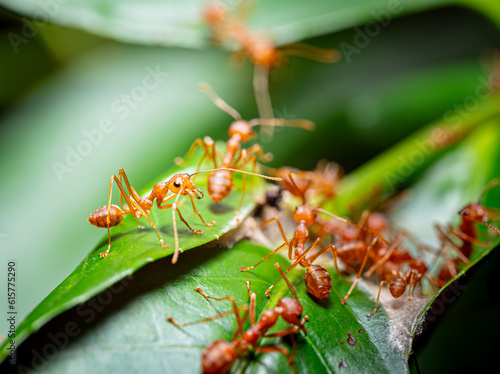 Red ants or Oecophylla smaragdina of the family Formicidae found their nests in nature by wrapping them in leaves. red ant face macro animal or insect life © Superrider