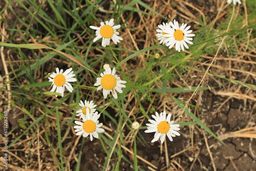 A group of white and yellow flowers A group of white and yellow flowers